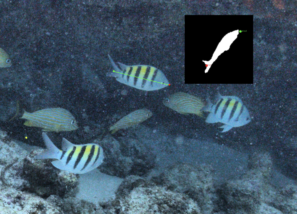 FishSense AutoLabel