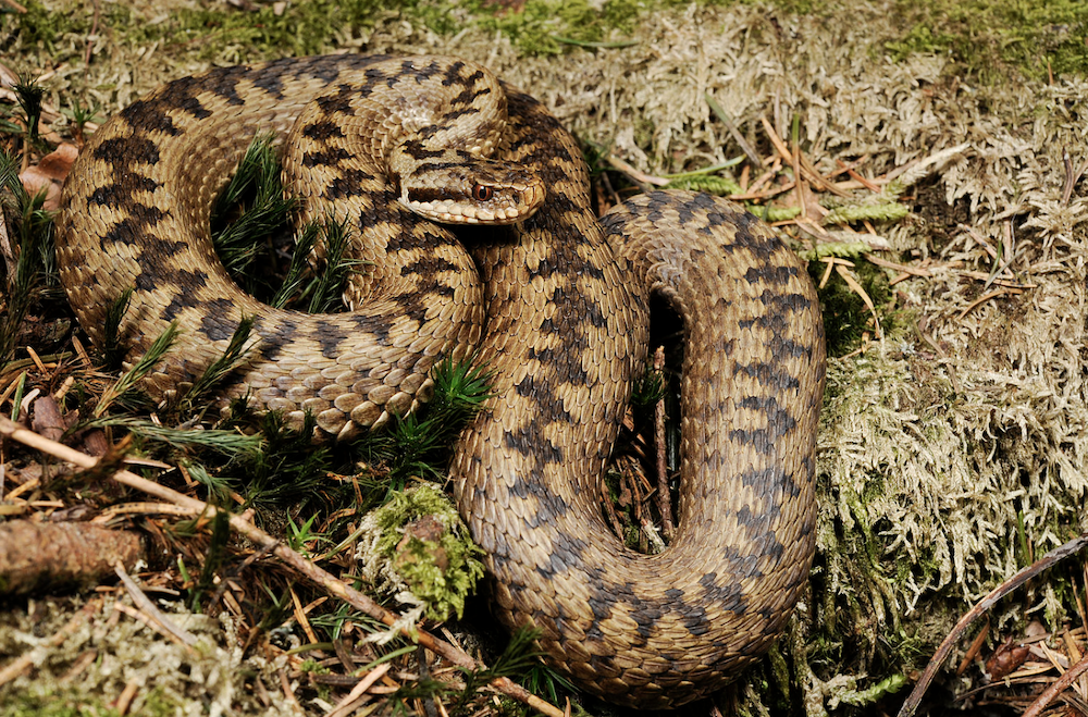 Snek2